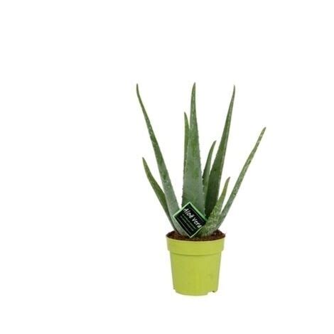 Aloe Vera Planta Medicinal Maceta De 12cm