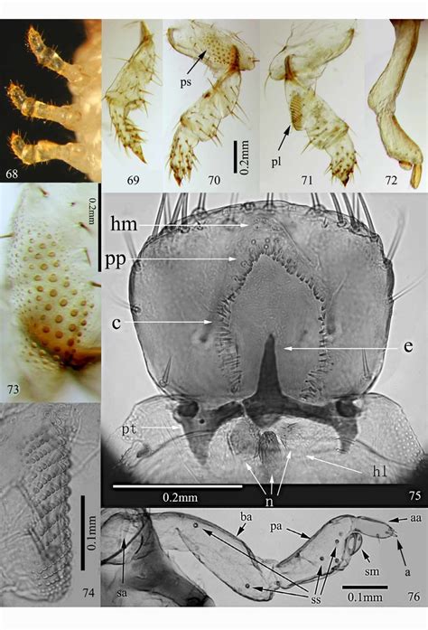 Third Instar Larval Morphology Of Aesalus Zhejiangensis 68 Right Legs