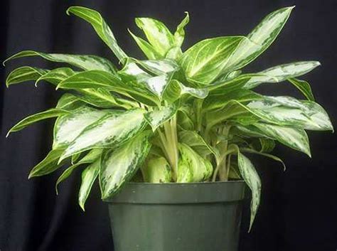 Аглаонема грин сан фото – Аглаонема 'Грин Сан' (Aglaonema 'Green Sun ...
