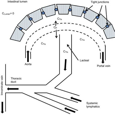 Schematic Diagram Of Normal Intestinal Mucosa Notes The Epithelial Download Scientific