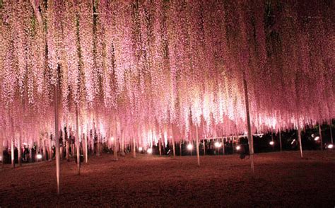 Can’t Get Enough Of The Sakura Season? Japan’s Wisteria Is Just As ...