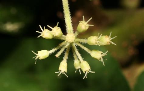 Aralia Spinosa Araliaceae Image At Phytoimages Siu Edu