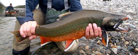 Dolly Varden Are Visually Stunning In September Alaska Fly Fishing Trips