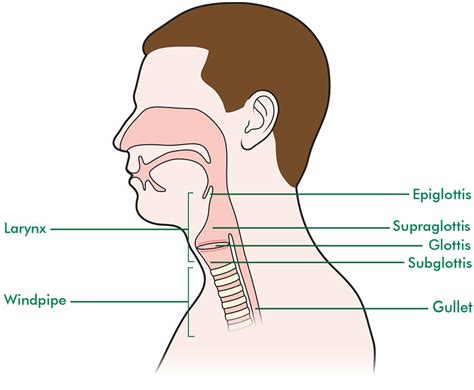 The Larynx Macmillan Cancer Support