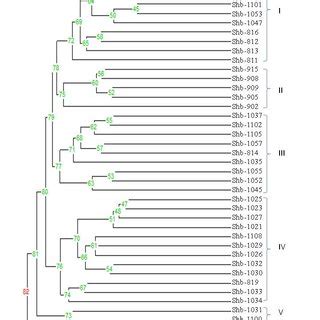 Dendrogram Generated From Rhizoctonia Isolates Using Issr Markers