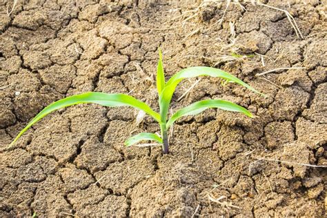 Planta Verde Que Crece En La Tierra Muerta Seca Del Suelo En Desierto