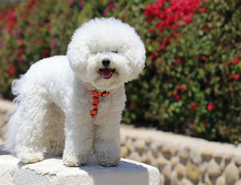 Choosing Perfect Bichon Frise Names for Your New Companion