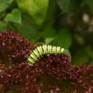 CATERPILLAR PIN / Papilio Machaon Caterpillar, Swallowtail Caterpillar ...