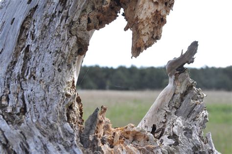 Banco De Imagens Panorama árvore Natureza Rocha Ramo Plantar