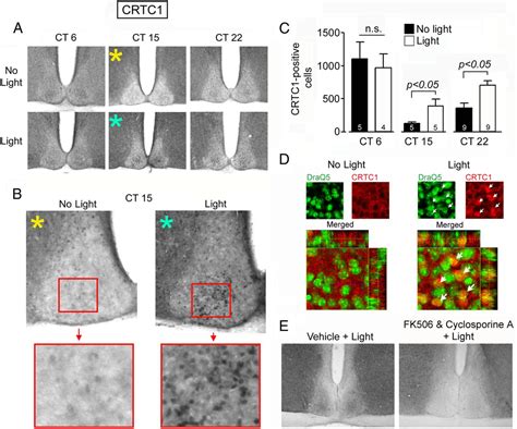 Clock And Light Regulation Of The Creb Coactivator Crtc In The