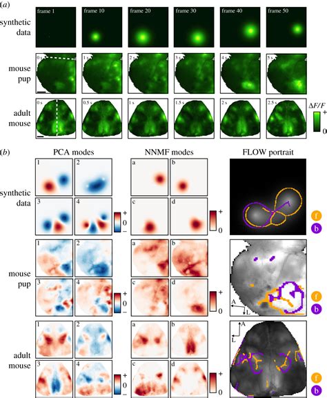 Go With The Flow Visualizing Spatiotemporal Dynamics In Optical