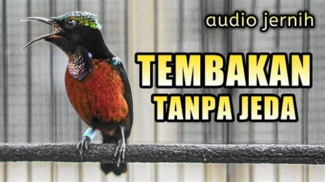 PANCINGAN TEMBAKAN SEJALUR IJOAN TROTOL SUARA KONIN GACOR FULL ISIAN