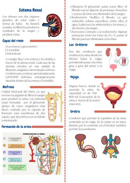 Sistema Renal Shantal Selene Narvaez Poma UDocz