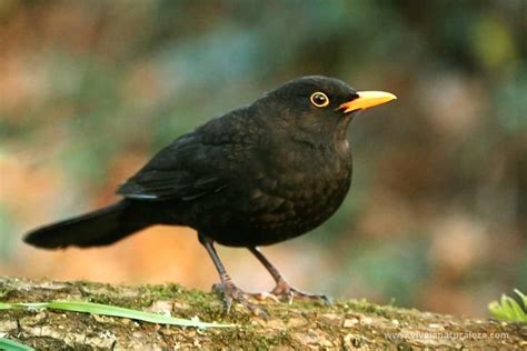 Todo sobre el Mirlo común Turdus merula Vive la Naturaleza