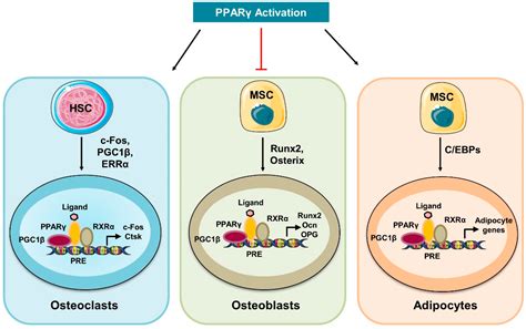Osteometabolism: Metabolic Alterations in Bone Pathologies