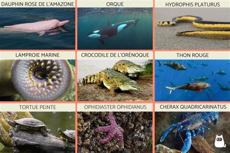 ANIMAUX AQUATIQUES LISTE CARACTÉRISTIQUES ET 20 EXEMPLES avec PHOTOS