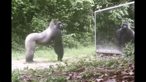 Gorilla Fun🦍😀 Youtube