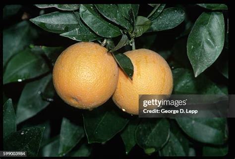 198 Valencia Orange Tree Stock Photos, High-Res Pictures, and Images ...