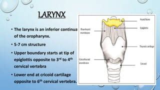 LARYNX.pptx