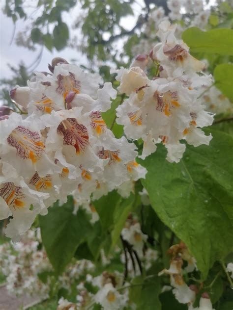 Катальпа | Пикабу