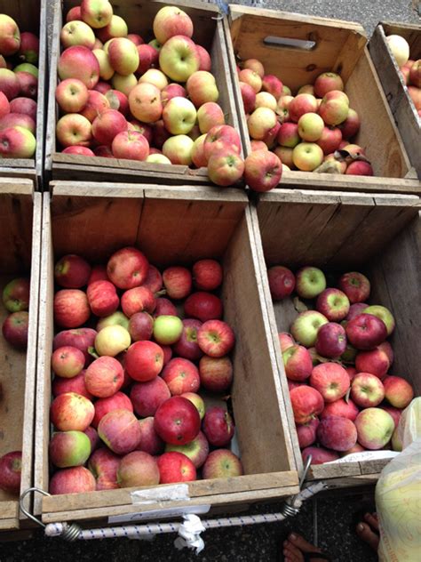 blueberry files      apples