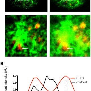 Lytic Granules On Nk Cell Microtubules Visualized By Dual Color Sted