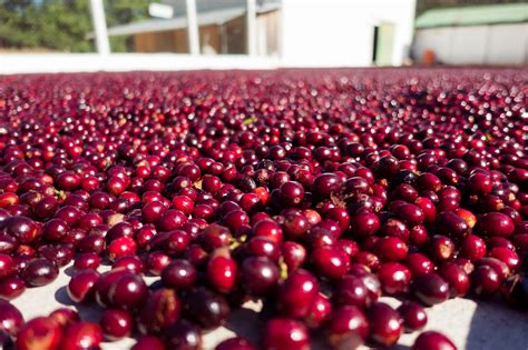 NEW ITEM | EUREKA COFFEE ROASTERS
