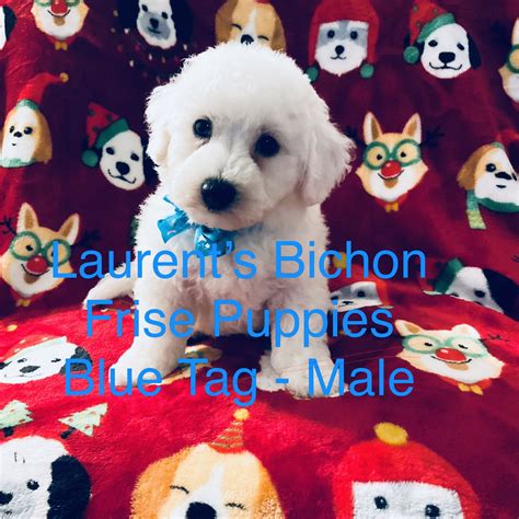 Laurent’s Bichon Frise Puppies in Mississippi | Bichon Frise puppies