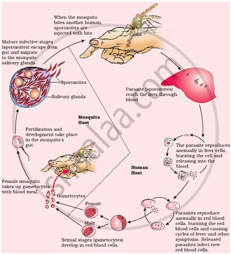 Explain The Life Cycle Of Plasmodium Starting From Its Entry In The Body Of Female Anopheles