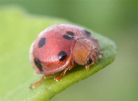 coccinellidae jpg