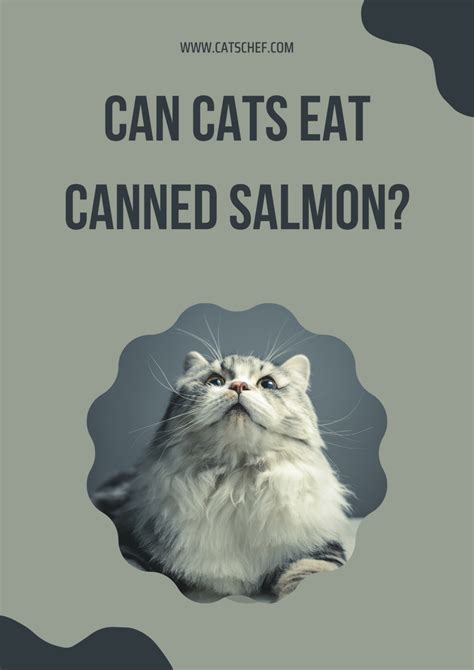 Can Cats Eat Canned Salmon Feed It Or Leave It To Salmon Else