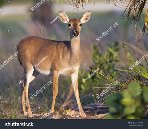 1,668 Key Deer Images, Stock Photos & Vectors | Shutterstock