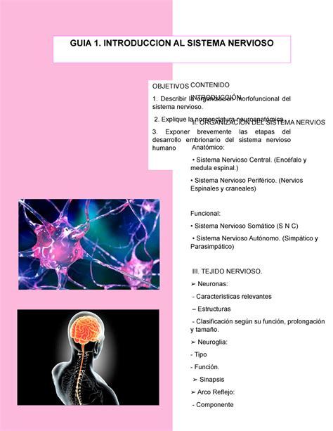 Introduccion Al Sistema Nervioso Objetivos Describir La