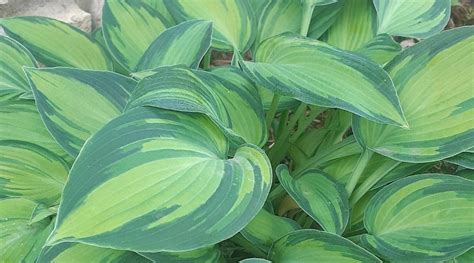 Hosta Varieties Different Types Of Hosta Cultivars Hosta