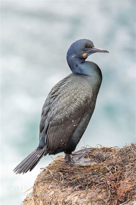 Brandt S Cormorant Phalacrocorax Penicillatus La Jolla California