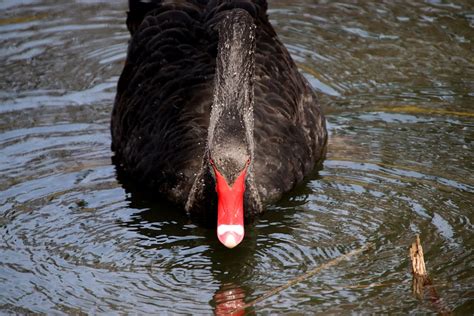 Black Swan Bird - Free photo on Pixabay - Pixabay