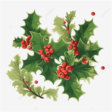 Holly And Ivy Vector, Sticker Clipart Christmas Holly Leaves And ...