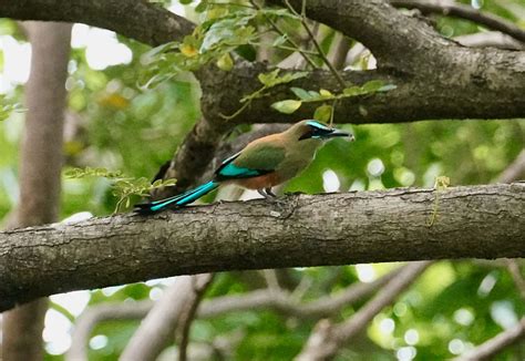 The National Bird of Nicaragua