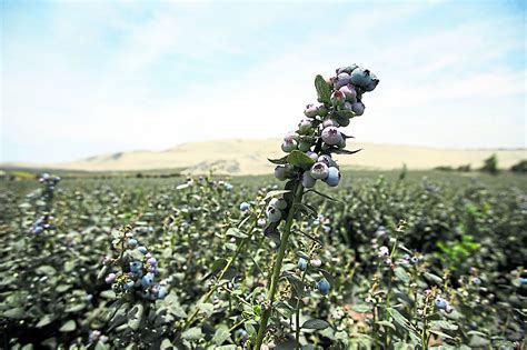 Sector agropecuario creció 2 8 entre enero y noviembre de 2019 según