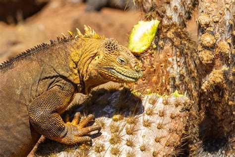 Wildlife-Watching in the Galapagos Islands