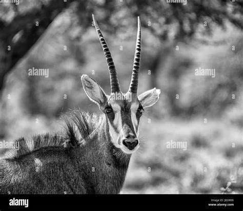 Close up sable antelope Black and White Stock Photos & Images - Alamy