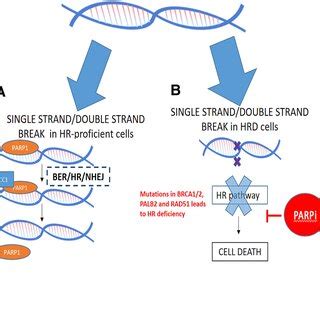 A Dna Repair Mechanism With Functional Parp And Dna Repair Proteins