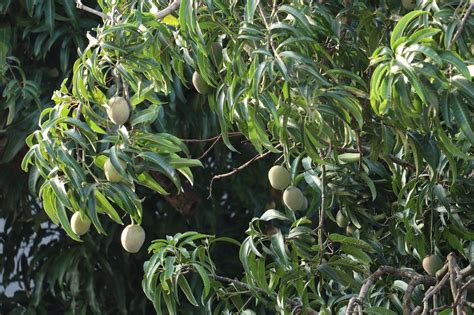 Mango Juice Naked Mango Juice