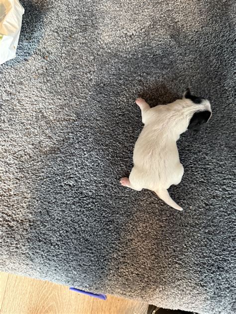 Big Girl - Jack Russell Terrier and Chihuahua Hybrid Puppy for Sale in Sanford, FL | Lancaster