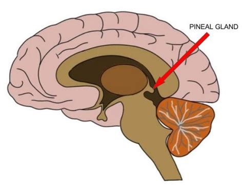 pineal gland   level biologist  hub