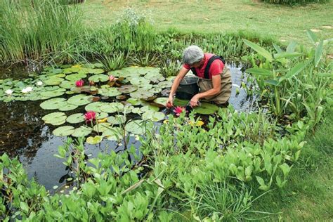 Plantes Aquatiques Bassin De Jardin Plante De Bassin En Ligne