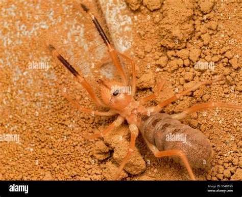 camel spider solifugae sp  fast moving desert arachnid