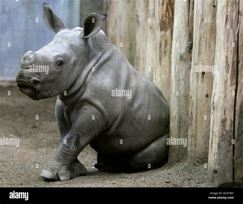 Baby White Rhino Stock Photo - Alamy