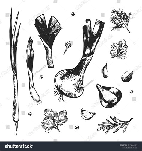 Set Different Herbs Spices Sketch Style Stock Vector Royalty Free