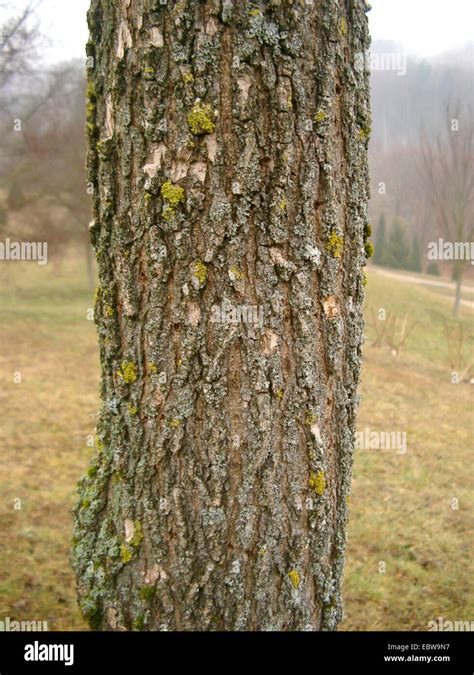 Gr Fico De Olmo Ulmus Minor Ssp Plotii Ulmus Ulmus Carpinifolia